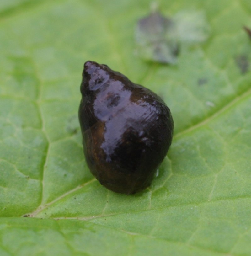 Bithynia tentaculata