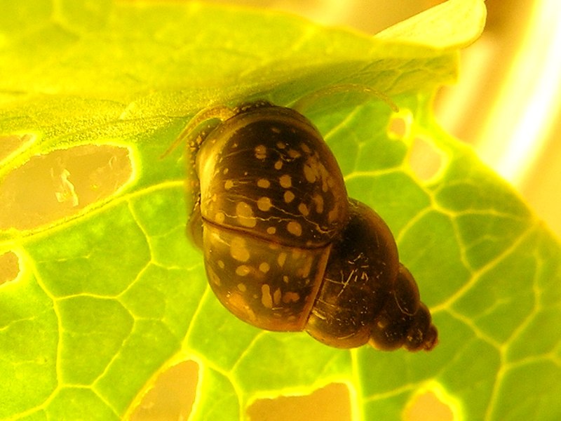 Bithynia tentaculata