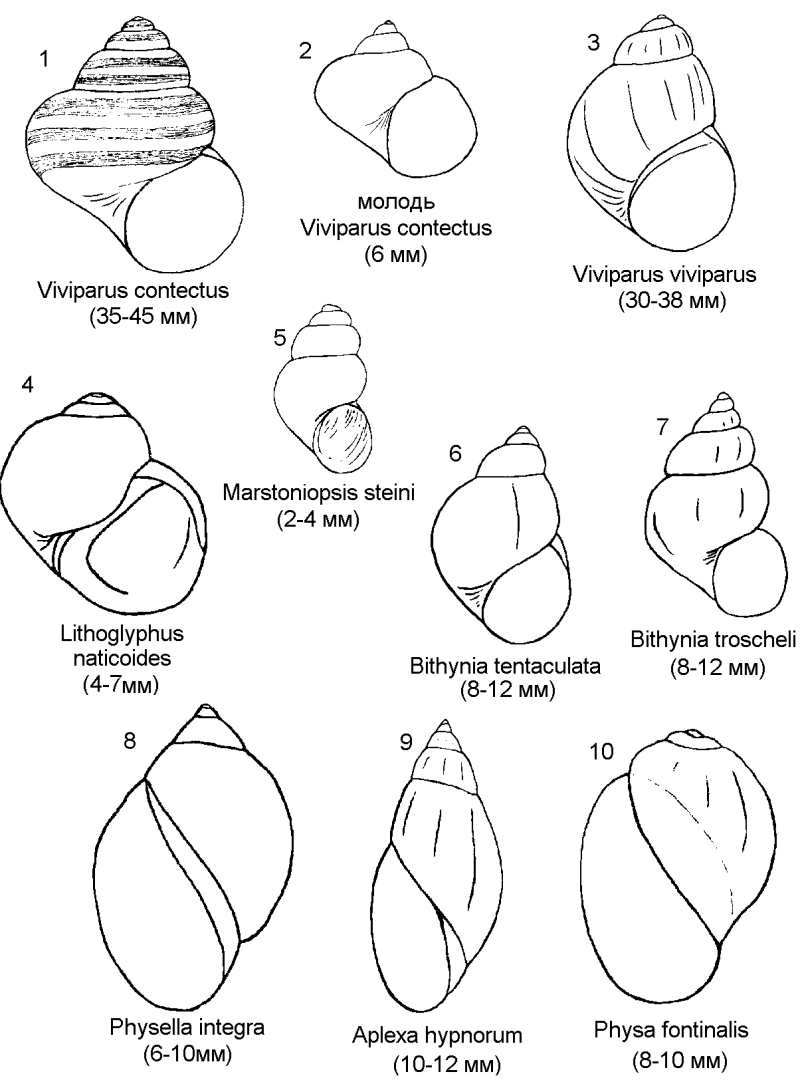 Viviparus viviparus рисунок