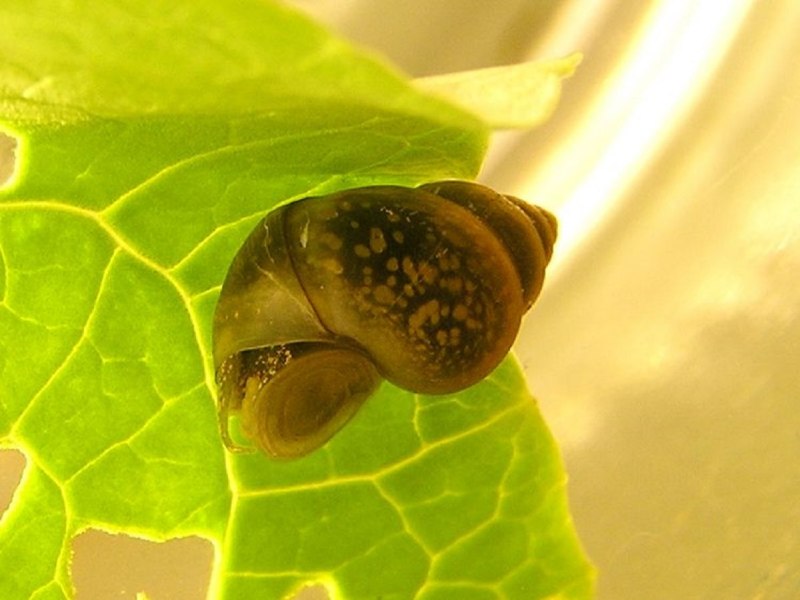 Bithynia tentaculata