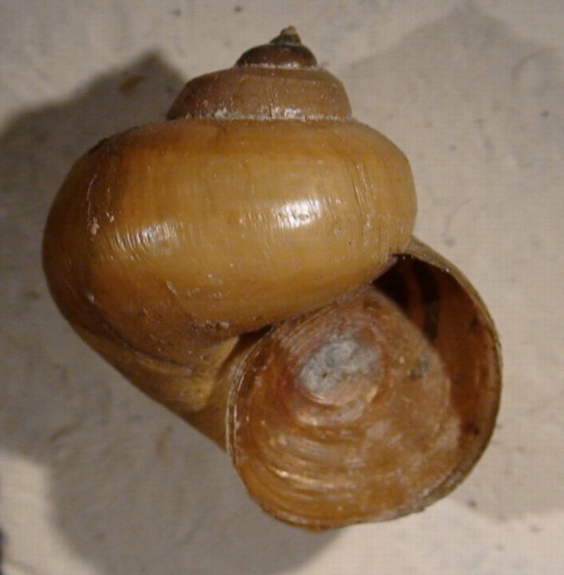 Viviparus contectus
