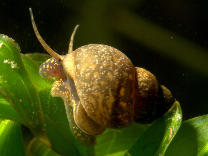 Bithynia leachi