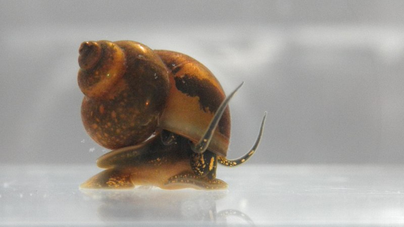 Bithynia leachi