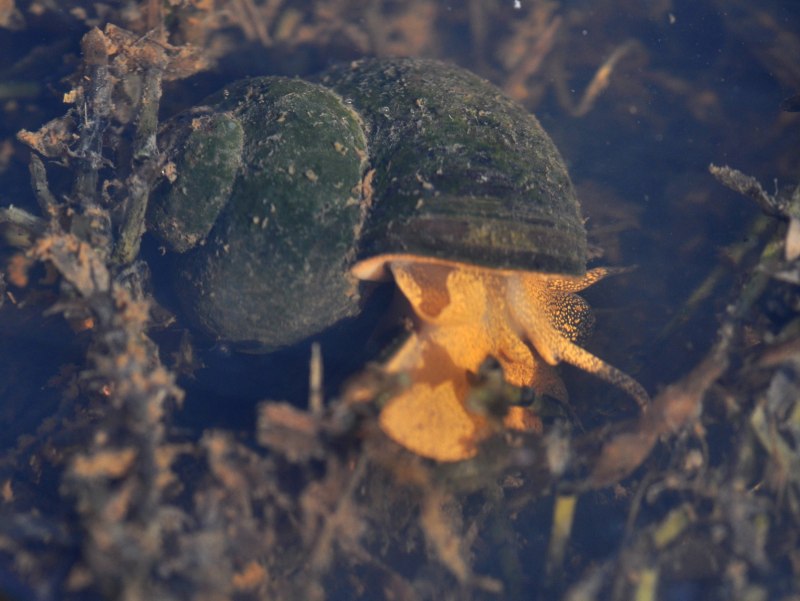 (Mathildidae)