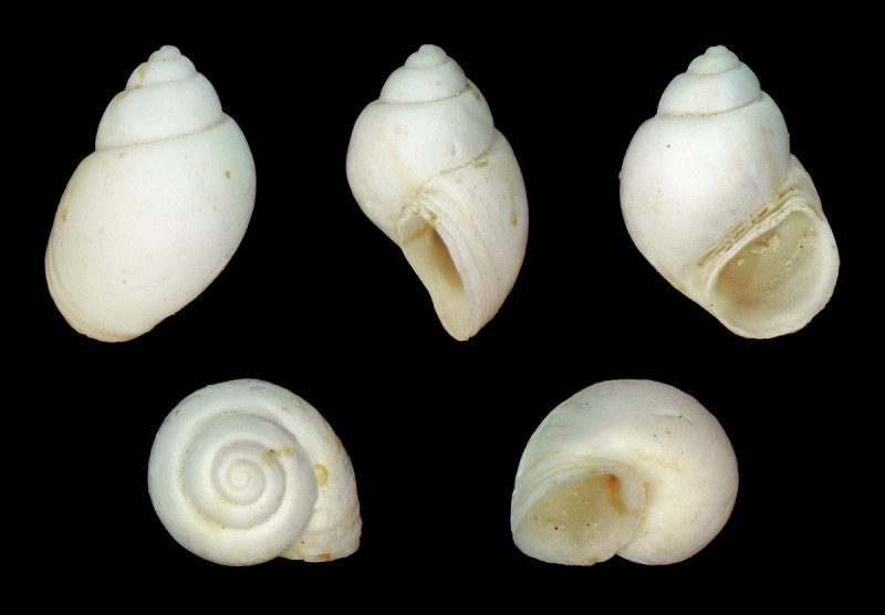 Hydrobia Ulvae