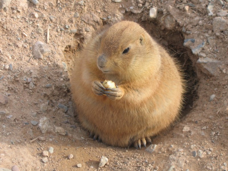 Луговые собачки Грызуны