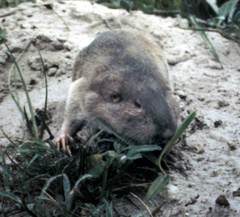 Geomys personatus