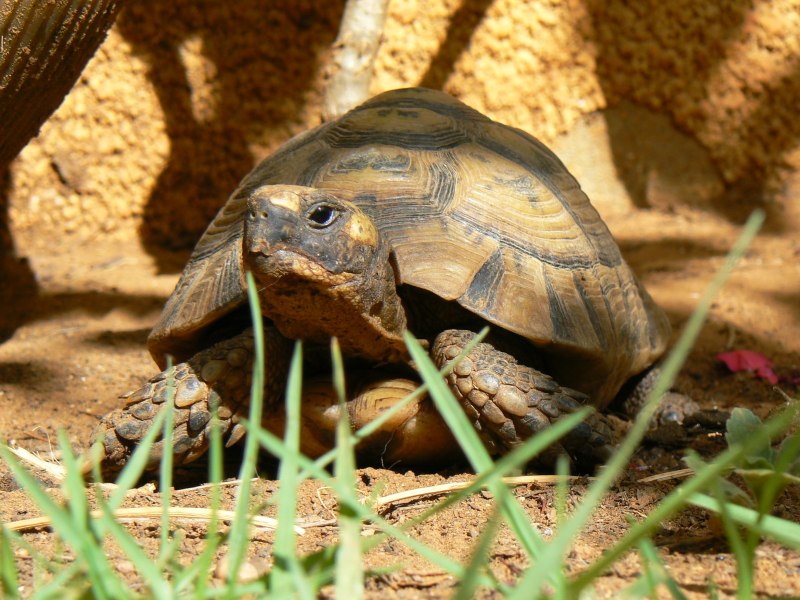 Средиземноморская черепаха Testudo Graeca