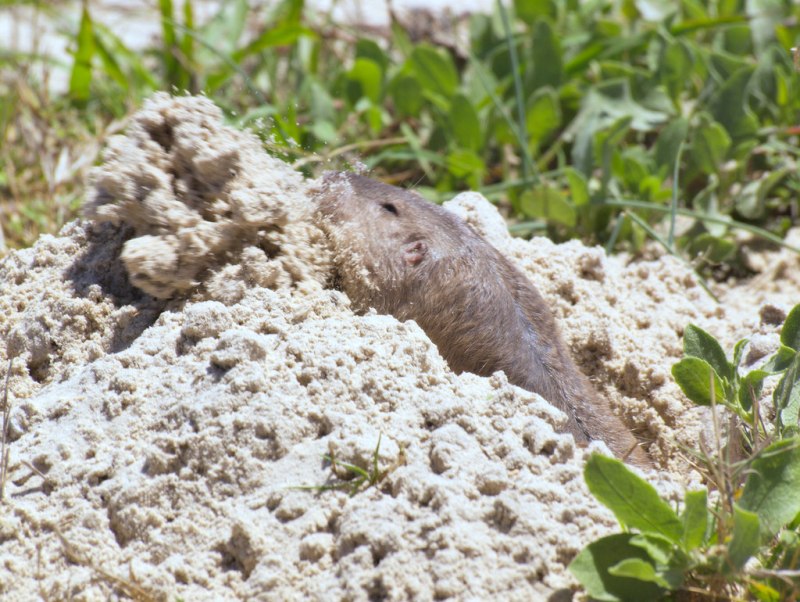 Geomys personatus