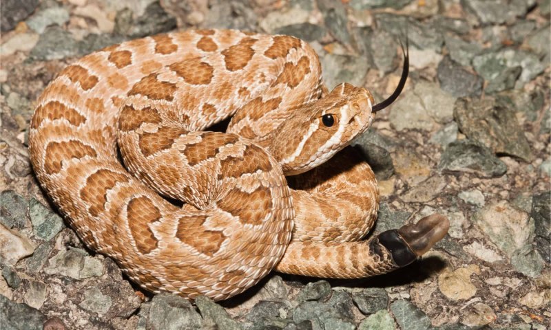 Crotalus viridis