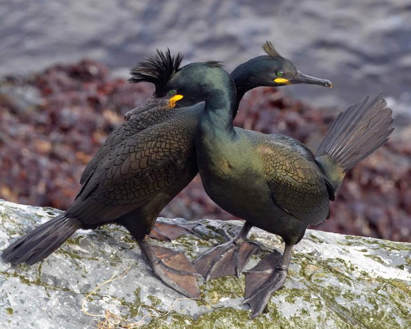 Хохлатый Баклан Phalacrocorax Aristotelis