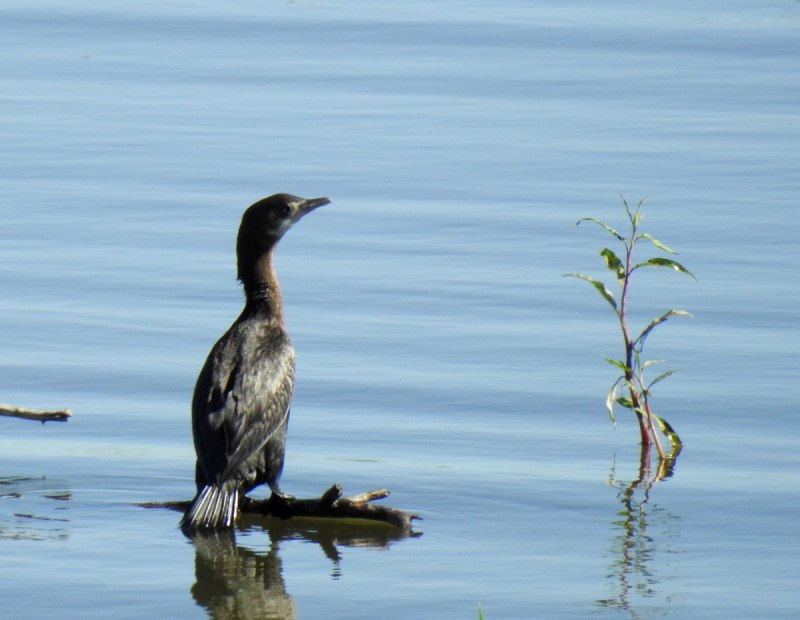 Малый Баклан (Phalacrocorax pygmaeus)