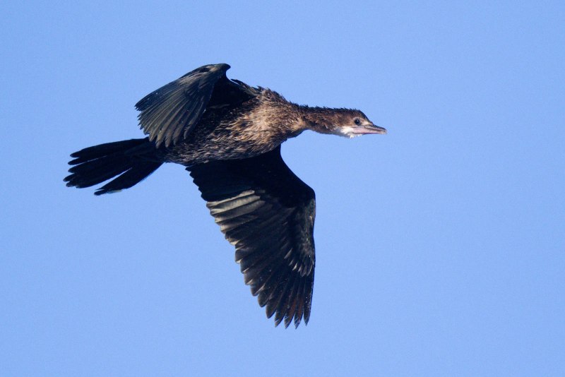 Малый Баклан (Phalacrocorax pygmaeus)