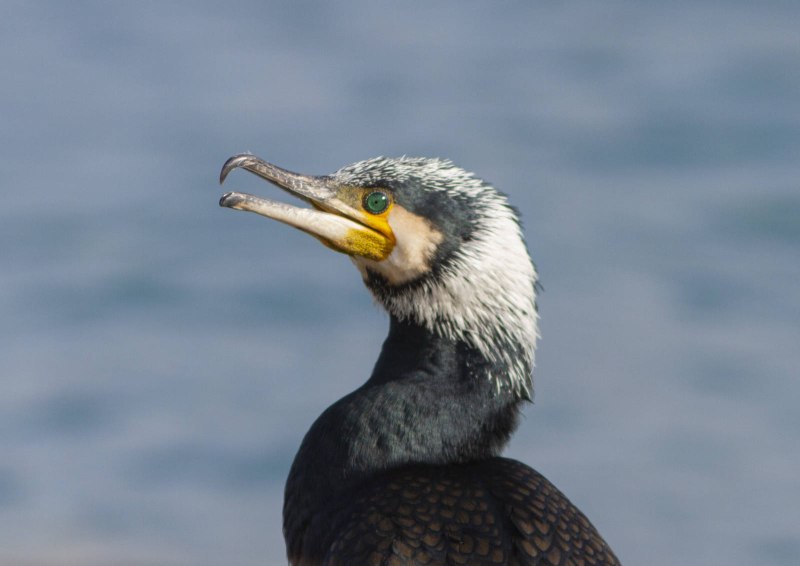 Уссурийский Баклан - Phalacrocorax filamentosus на белом фоне