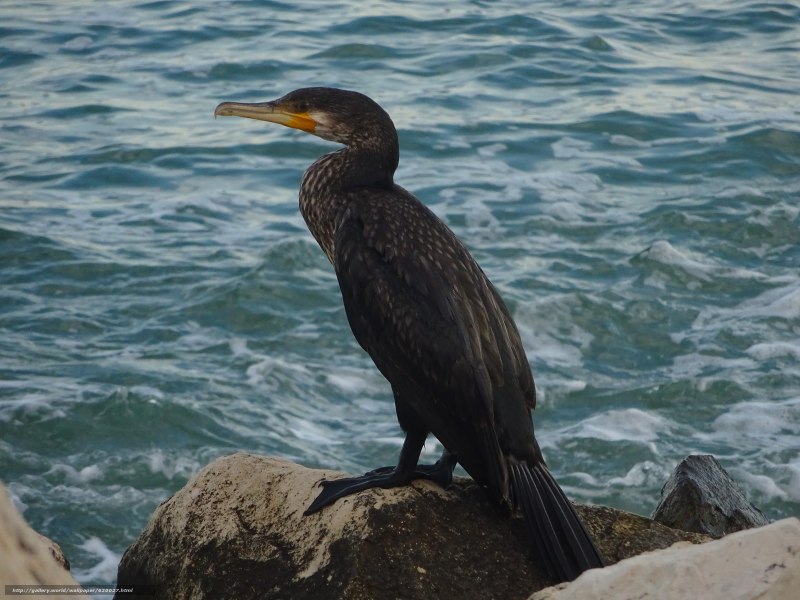 Корморан птица морская