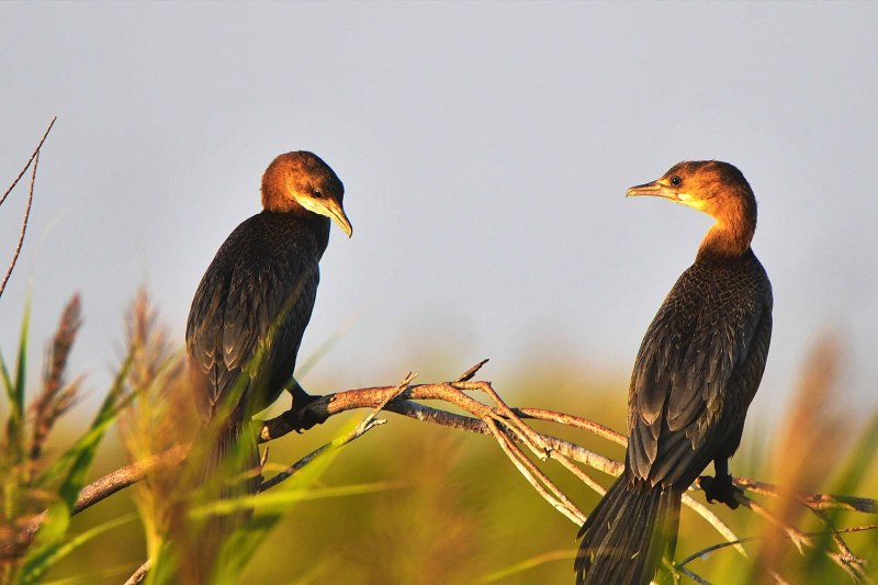 Малый Баклан (Phalacrocorax pygmaeus)
