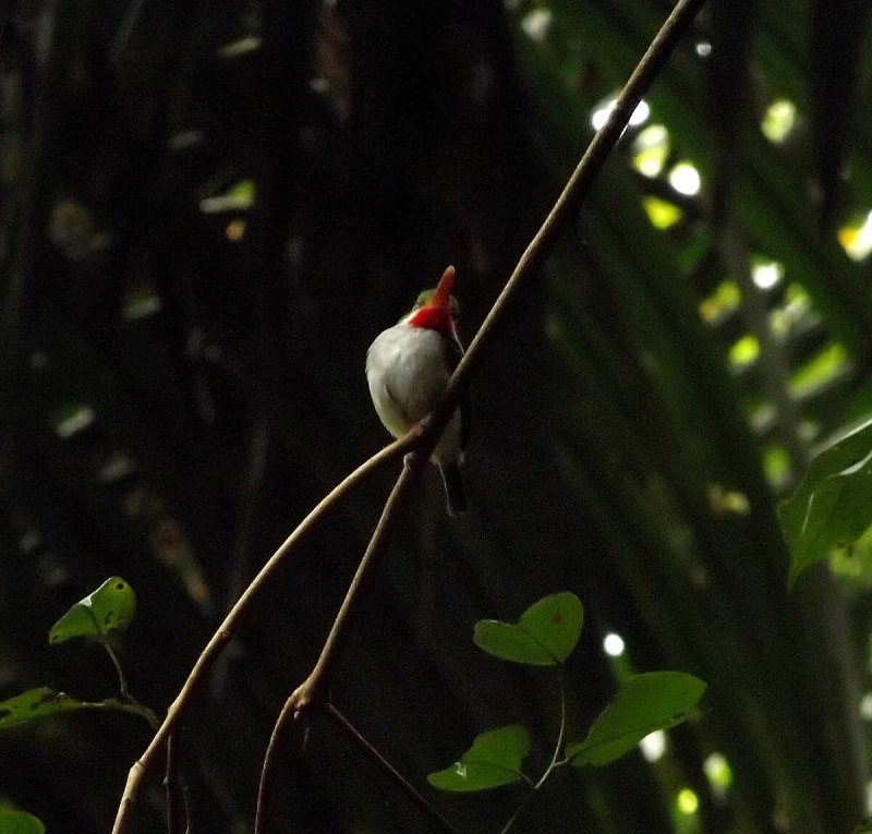 Todus mexicanus