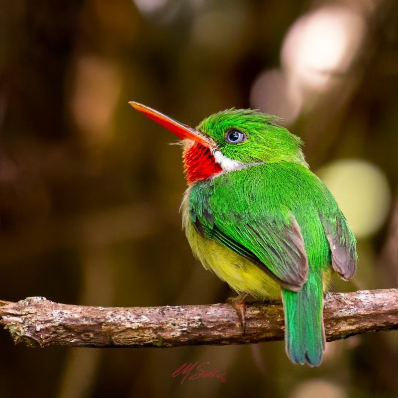 Todus mexicanus