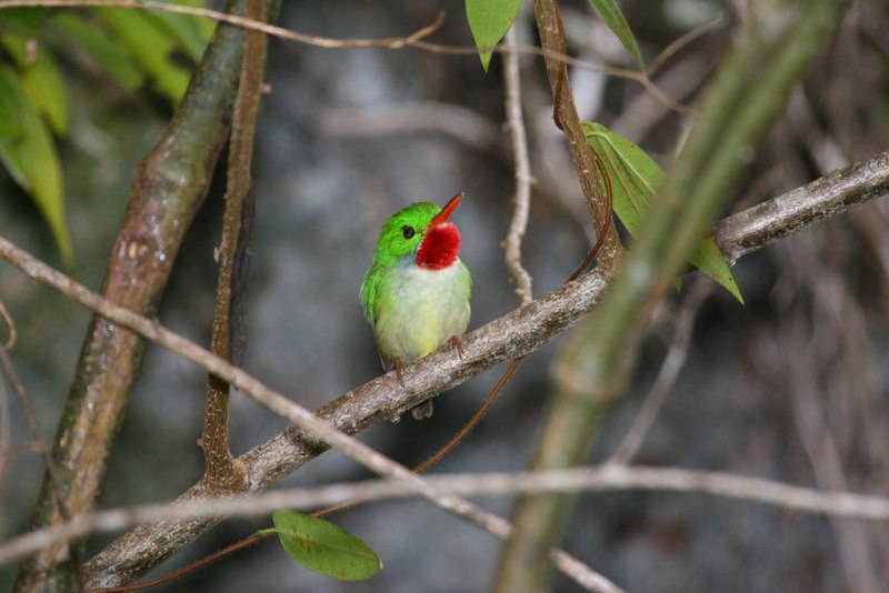 Тоди (Todidae)