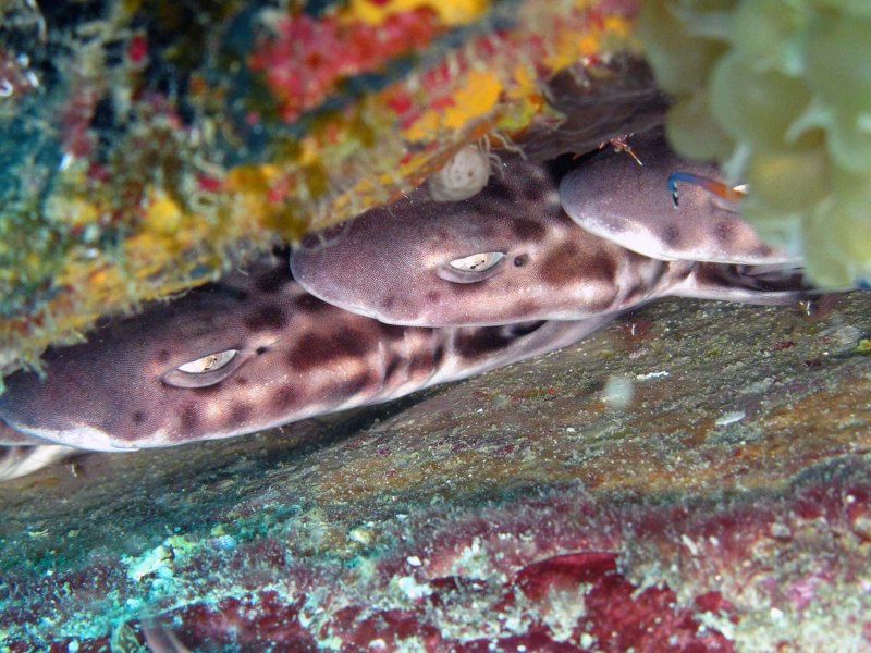 Chain catshark рыба