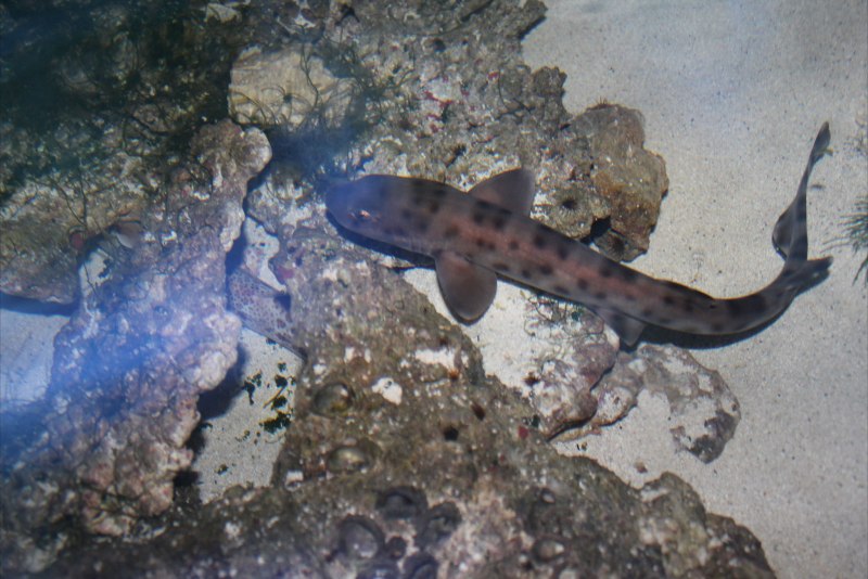 Atelomycterus Baliensis