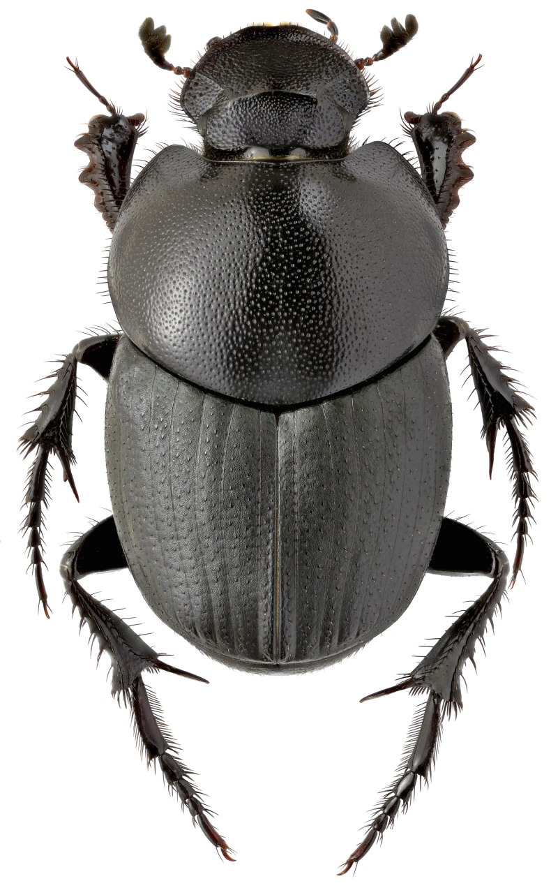 Onthophagus nuchicornis