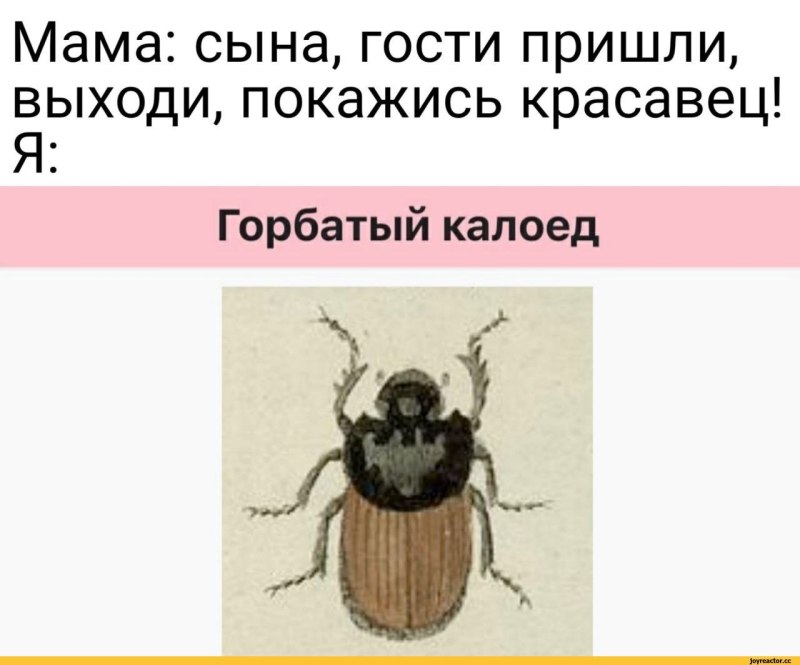Горбатый калоед