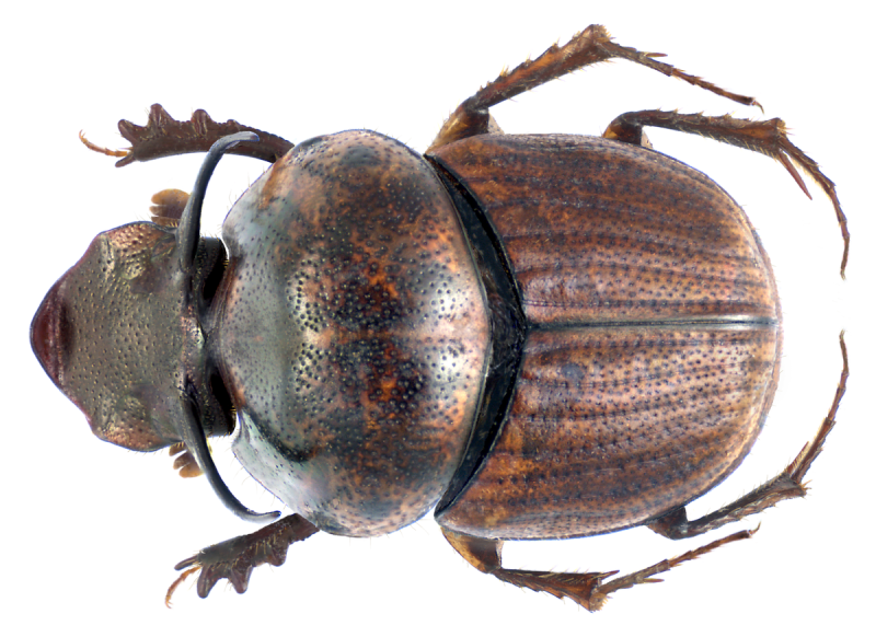 Onthophagus luridipennis