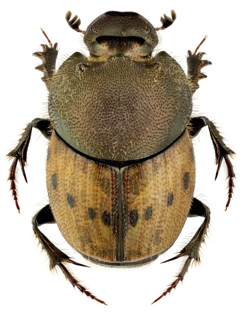 Пластинчатоусые Scarabaeidae