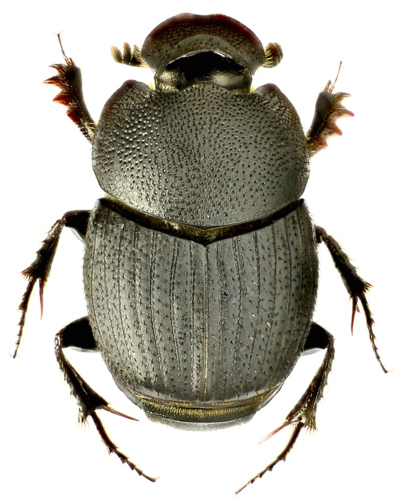 Onthophagus marginalis