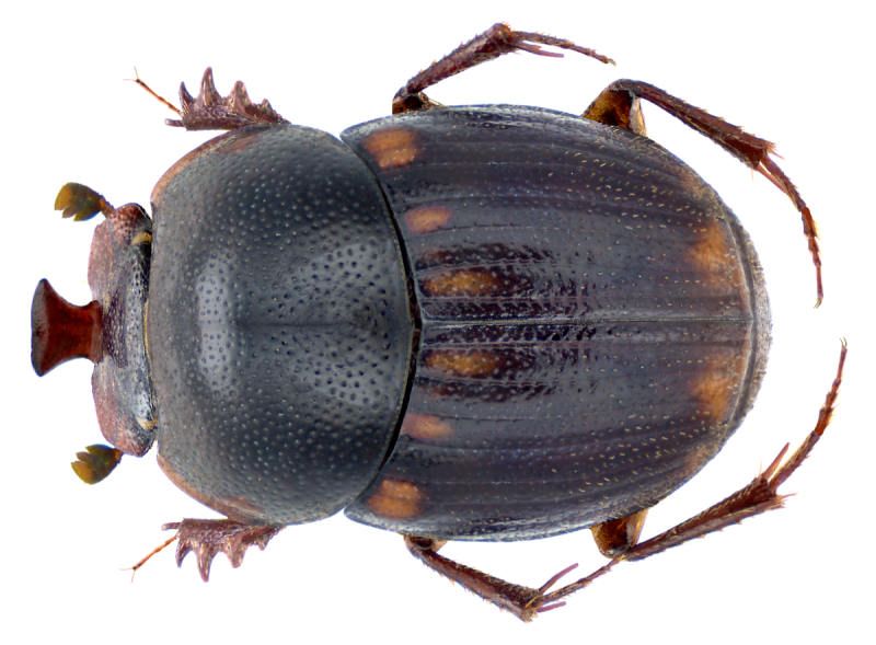 Onthophagus marginalis