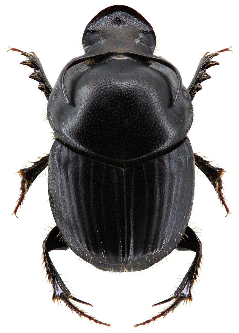 Onthophagus Taurus