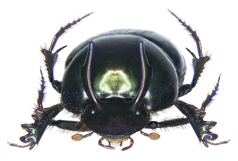 Onthophagus bifasciatus Fabricius