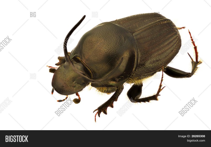 Onthophagus_illyricus