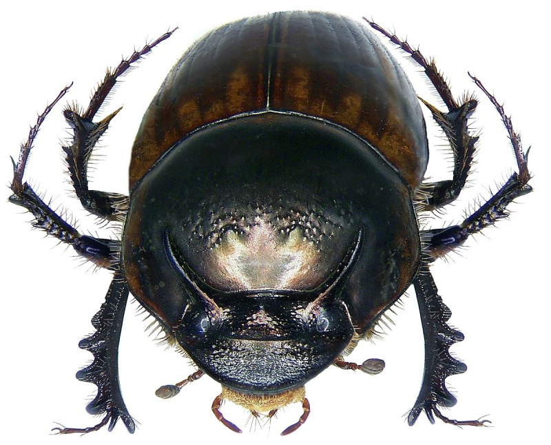 Onthophagus ovatus