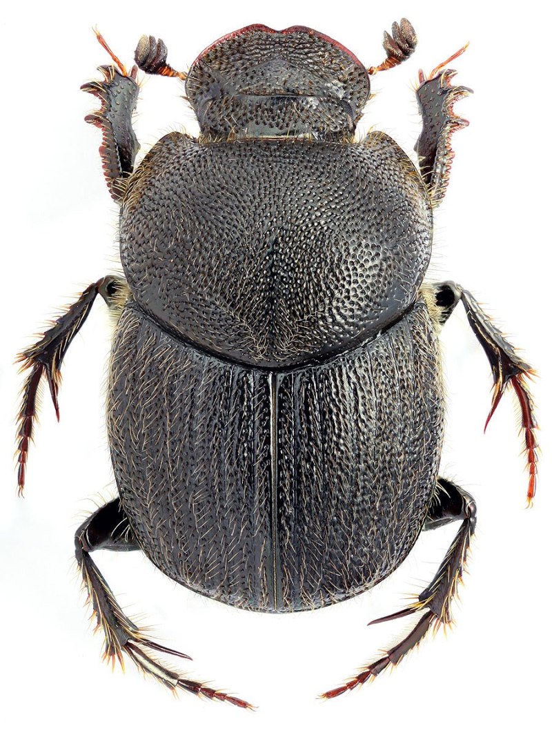 Пластинчатоусые Scarabaeidae