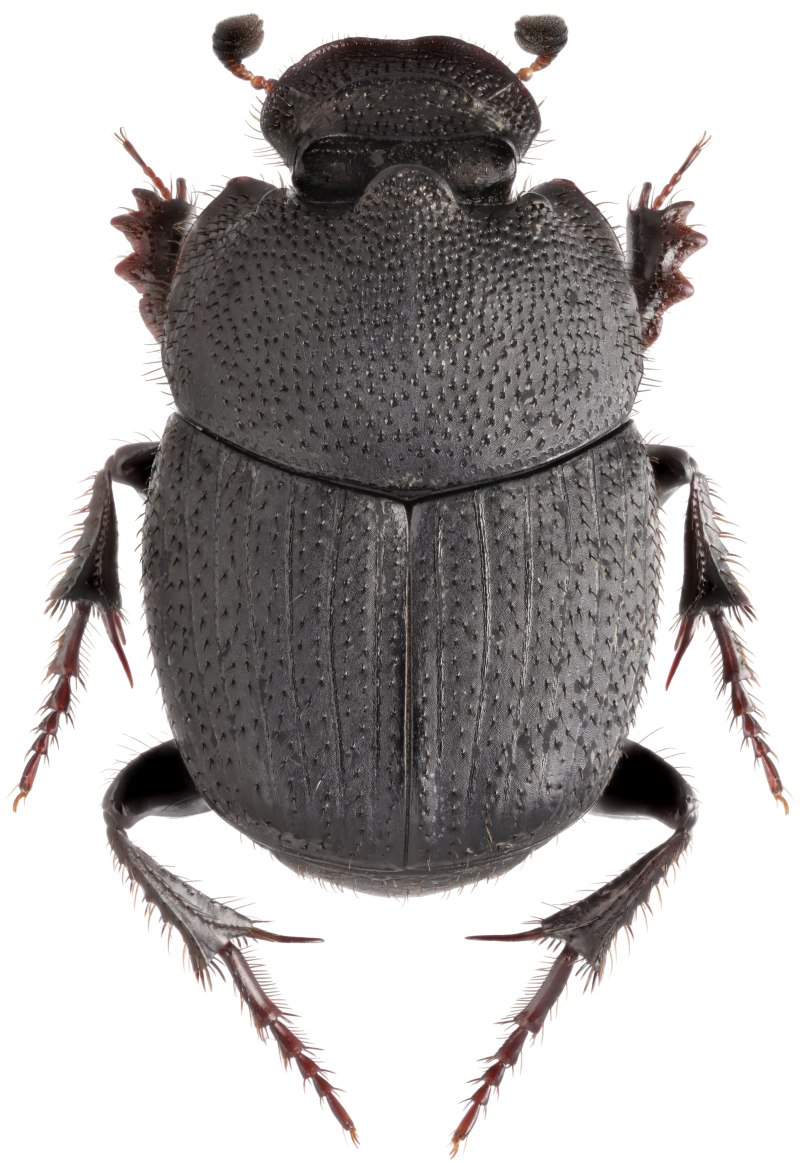 Жук Scarabaeidae белый