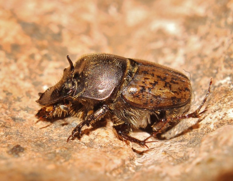 Onthophagus fracticornis