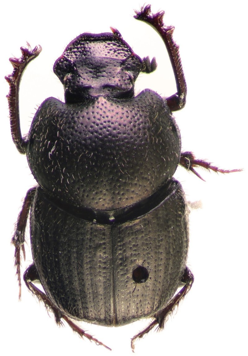 Жук-навозник вида Onthophagus Taurus