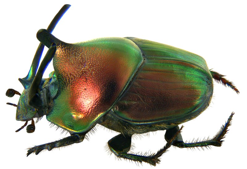 Жук Proagoderus lujendae