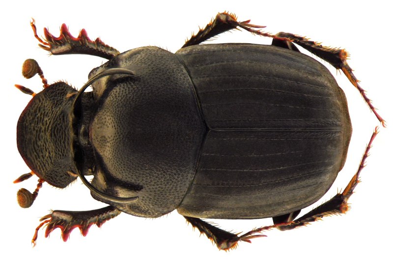 Onthophagus Harold