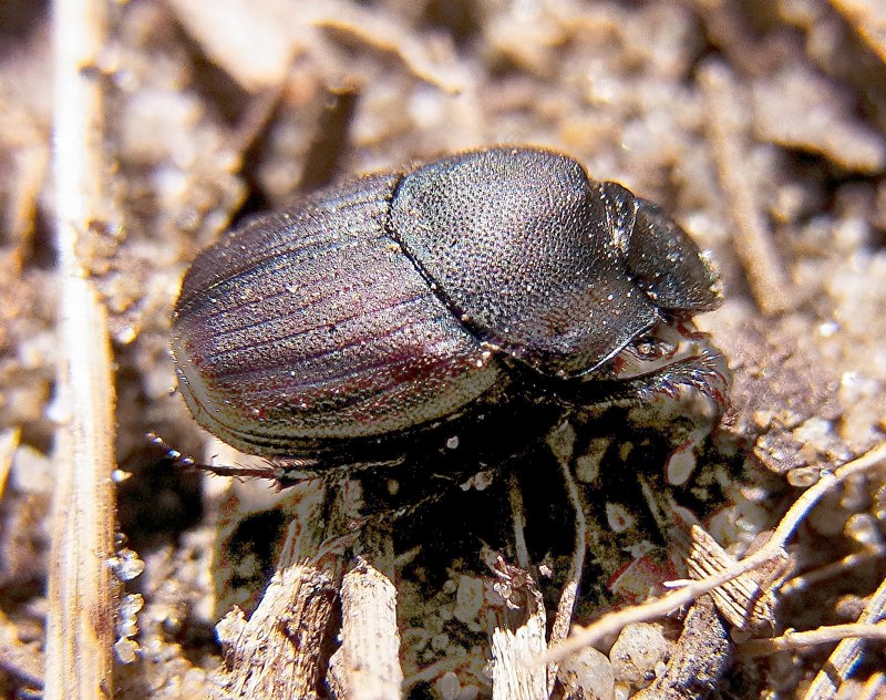 Onthophagus verticicornis