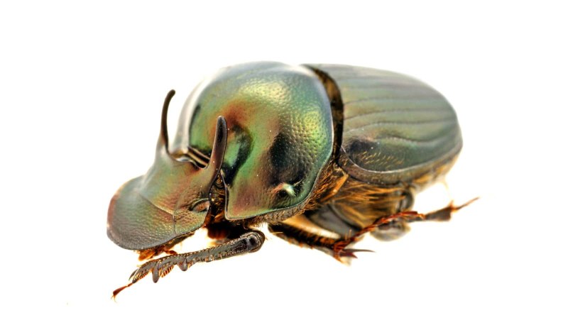Onthophagus luridipennis
