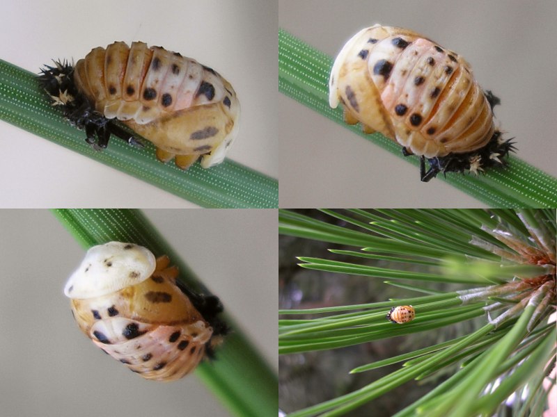 Harmonia quadripunctata