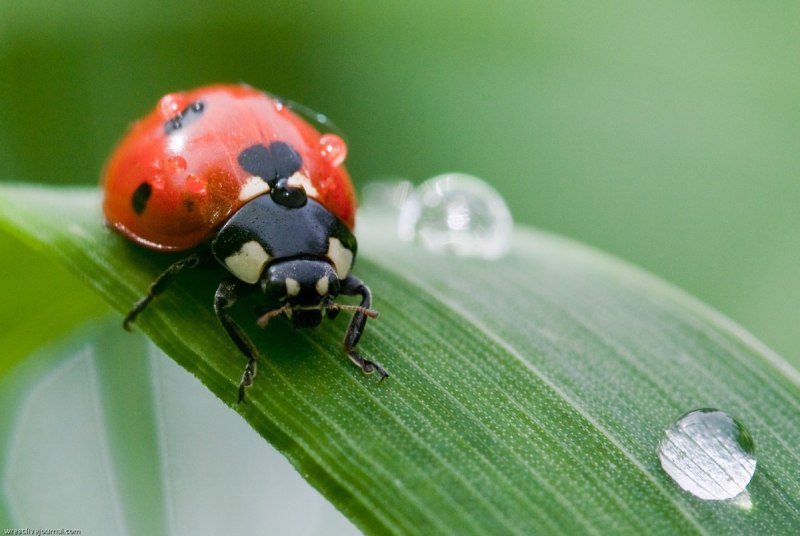 Двенадцатиточечная Божья коровка (Coleomegilla maculata)
