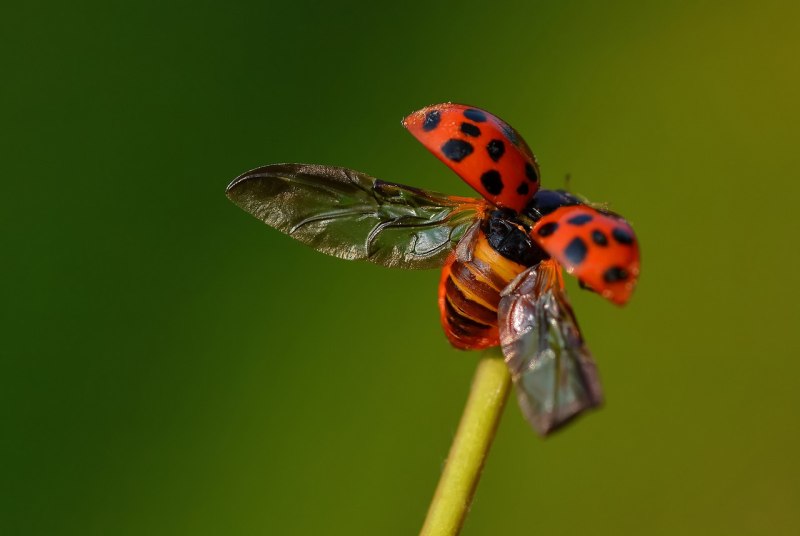 Ladybug Wing