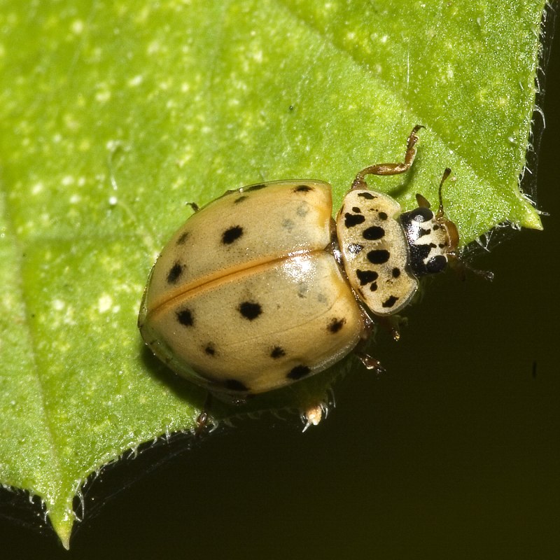 Harmonia quadripunctata