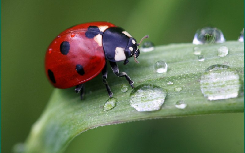 Ladybug Божья коровка