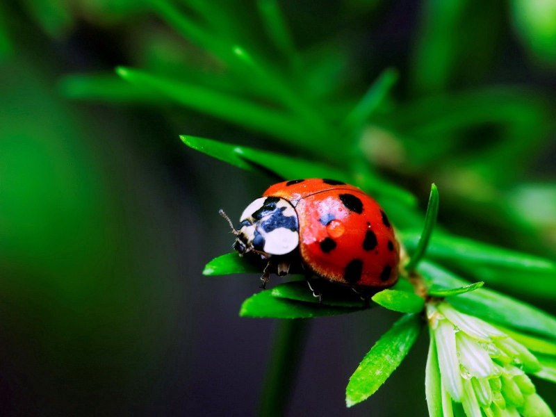 Ladybird Божья коровка
