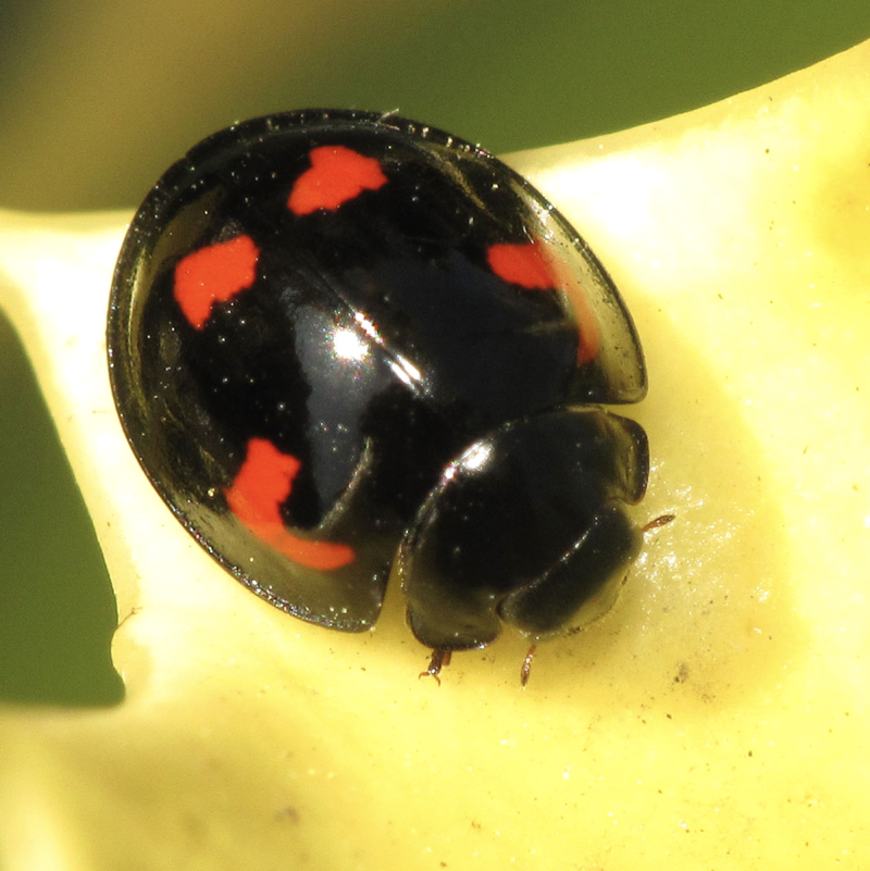 Exochomus quadripustulatus